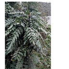 19usd Prodgf 3000Pcs A Set Rhizoma Coptidis huanglianmu   seed