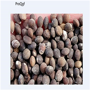 19usd Prodgf 3000Pcs A Set Rhizoma Coptidis huanglianmu   seed