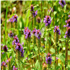 19usd Prodgf 6000Pcs A Set Spica Prunellae seed