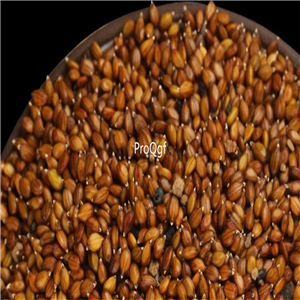 19usd Prodgf 6000Pcs A Set Spica Prunellae seed