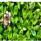 19usd Prodgf 6000Pcs A Set Bacopa Monnieri seed