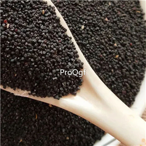 19usd Prodgf 6000Pcs A Set Bacopa Monnieri seed