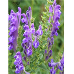 19usd Prodgf 6000Pcs A Set Baical Skullcap seed