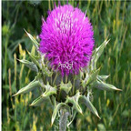 19usd Prodgf 6000Pcs A Set Silybum Marianum Milk Thistle seed