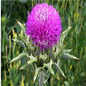 19usd Prodgf 6000Pcs A Set Silybum Marianum Milk Thistle seed