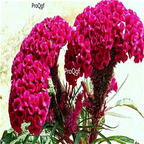 19usd Prodgf 30000Pcs A Set Celosia cristata  seed