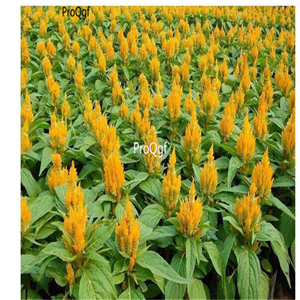 19usd Prodgf 30000Pcs A Set Celosia cristata  seed