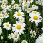 19usd Prodgf 30000Pcs A Set  Pyrethrum cinerariifolium seed