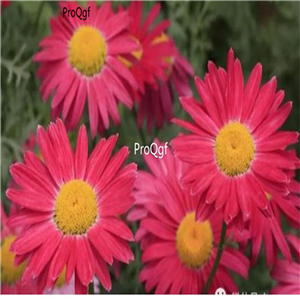 19usd Prodgf 30000Pcs A Set  Pyrethrum cinerariifolium seed