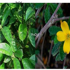 19usd ngryise 500pcs Damiana seed