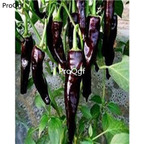 19usd Prodgf 6000Pcs A Set Black Pepper lajiao seed