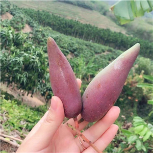 29usd Prodgf 10pcs A Set pepper shape mango seed