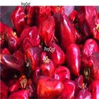 19usd Prodgf 6000Pcs A Set guizhou lantern pepper seed