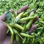 19usd Prodgf 6000Pcs A Set mini pepper mijiao seed