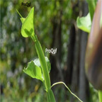 29usd ngryise 50pcs Cissus quadrangularis seed