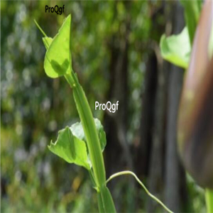 29usd ngryise 50pcs Cissus quadrangularis seed