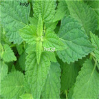 19usd Prodgf 3000Pcs A Set Rabdosia Rubescens seed