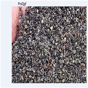 19usd Prodgf 3000Pcs A Set Rabdosia Rubescens seed