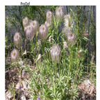 19usd Prodgf 3000Pcs A Set RADIX PULSATILLAE seed