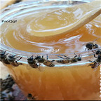 19usd Prodgf 200Gram A Set jujube flower honey