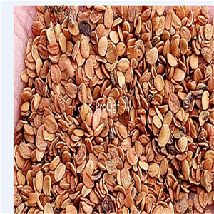 19usd Prodgf 3000Pcs A Set Tilia tuan Szyszyl jinyin seed