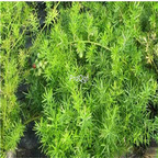 19usd Prodgf 3000Pcs A Set Radix Asparagi rare Asparagus cochinchinensis seed