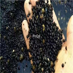 19usd Prodgf 3000Pcs A Set Radix Asparagi rare Asparagus cochinchinensis seed