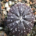 39usd Prodgf 1 Set Astrophytum purple random species take note