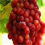 19usd Prodgf 6000Pcs A Set Grape Multiple Varieties Optional seed