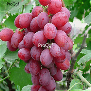 19usd Prodgf 6000Pcs A Set Grape Multiple Varieties Optional hot rare seed
