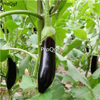 19usd Prodgf 8000Pcs A Set Eggplant four seasons vegetable seed