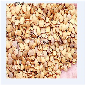 19usd Prodgf 8000Pcs A Set Eggplant four seasons vegetable seed