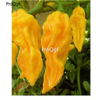 19usd Prodgf 8000Pcs A Set gold pepper four seasons vegetable seed