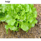 19usd Prodgf 8000Pcs A Set lettuce four seasons vegetable seed