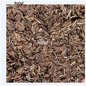 19usd Prodgf 8000Pcs A Set lettuce four seasons vegetable seed