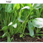 19usd Prodgf 20000Pcs A Set spinach four seasons vegetable seed