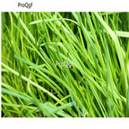19usd Prodgf 20000Pcs A Set shallot four seasons vegetable seed