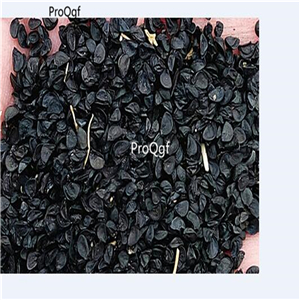 19usd Prodgf 20000Pcs A Set shallot four seasons vegetable seed