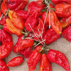 19usd Prodgf 8000Pcs A Set indian red ghost pepper four seasons vegetable seed