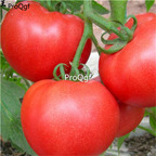 19usd Prodgf 8000Pcs A Set Four Seasons Indoor Vegetable Balcony Potted Tomato seed