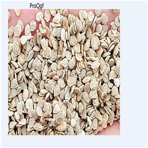 19usd Prodgf 8000Pcs A Set Four Seasons Indoor Vegetable Balcony Potted Tomato seed