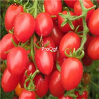19usd Prodgf 8000Pcs A Set four seasons sowing fruit tomato seed
