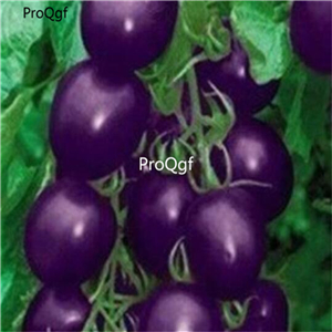 19usd Prodgf 8000Pcs A Set four seasons sowing fruit tomato seed