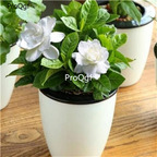 19usd ngryise 3000pcs four seasons gardenia seed