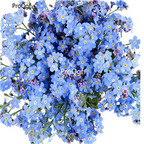 19usd ngryise 30000pcs four seasons do not forget me  seed