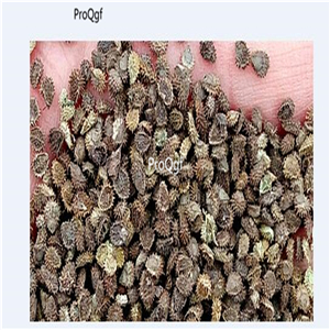 19usd ngryise 30000pcs four seasons do not forget me  seed