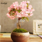 19usd Prodgf 3000pcs A Set four seasons cherry seed