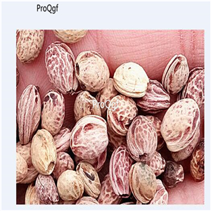 19usd Prodgf 3000pcs A Set four seasons cherry seed