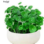 19usd Prodgf 8000Pcs A Set Hydroponic copper grass water lucky plant  seed