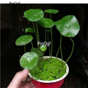 19usd Prodgf 8000Pcs A Set Hydroponic copper grass water lucky plant  seed